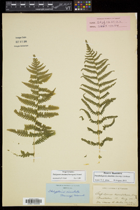 Thelypteris simulata image