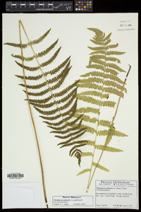 Thelypteris palustris var. pubescens image