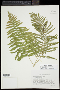 Thelypteris palustris var. pubescens image
