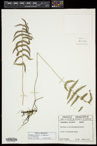 Thelypteris palustris var. pubescens image