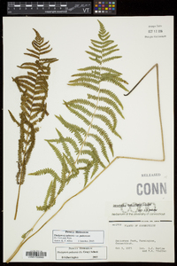 Thelypteris palustris var. pubescens image