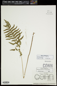 Thelypteris palustris var. pubescens image