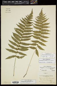 Thelypteris simulata image