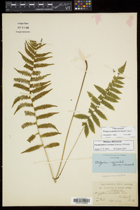 Thelypteris simulata image