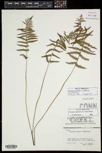 Thelypteris palustris var. pubescens image