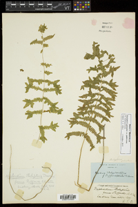 Thelypteris palustris var. pubescens image