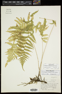 Thelypteris simulata image