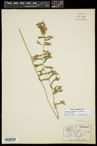 Thelypteris palustris var. pubescens image