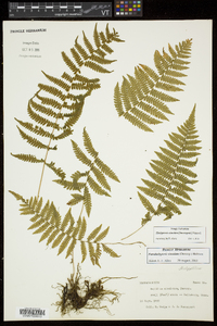 Thelypteris simulata image