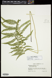 Thelypteris palustris var. pubescens image