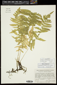 Thelypteris simulata image