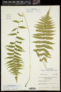 Thelypteris simulata image