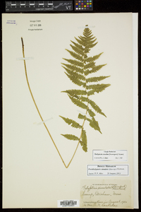 Thelypteris simulata image