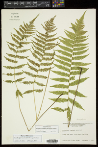 Thelypteris simulata image