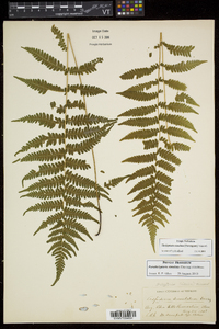 Thelypteris simulata image