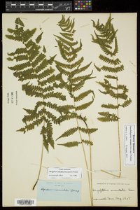 Thelypteris simulata image