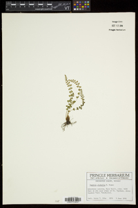 Woodsia glabella image