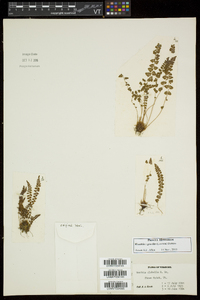 Image of Woodsia gracilis