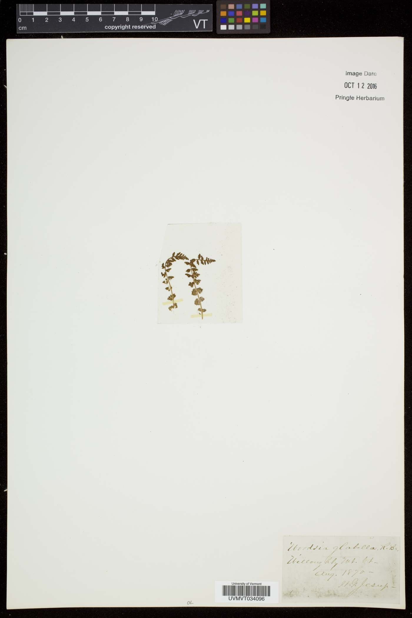 Woodsia glabella image