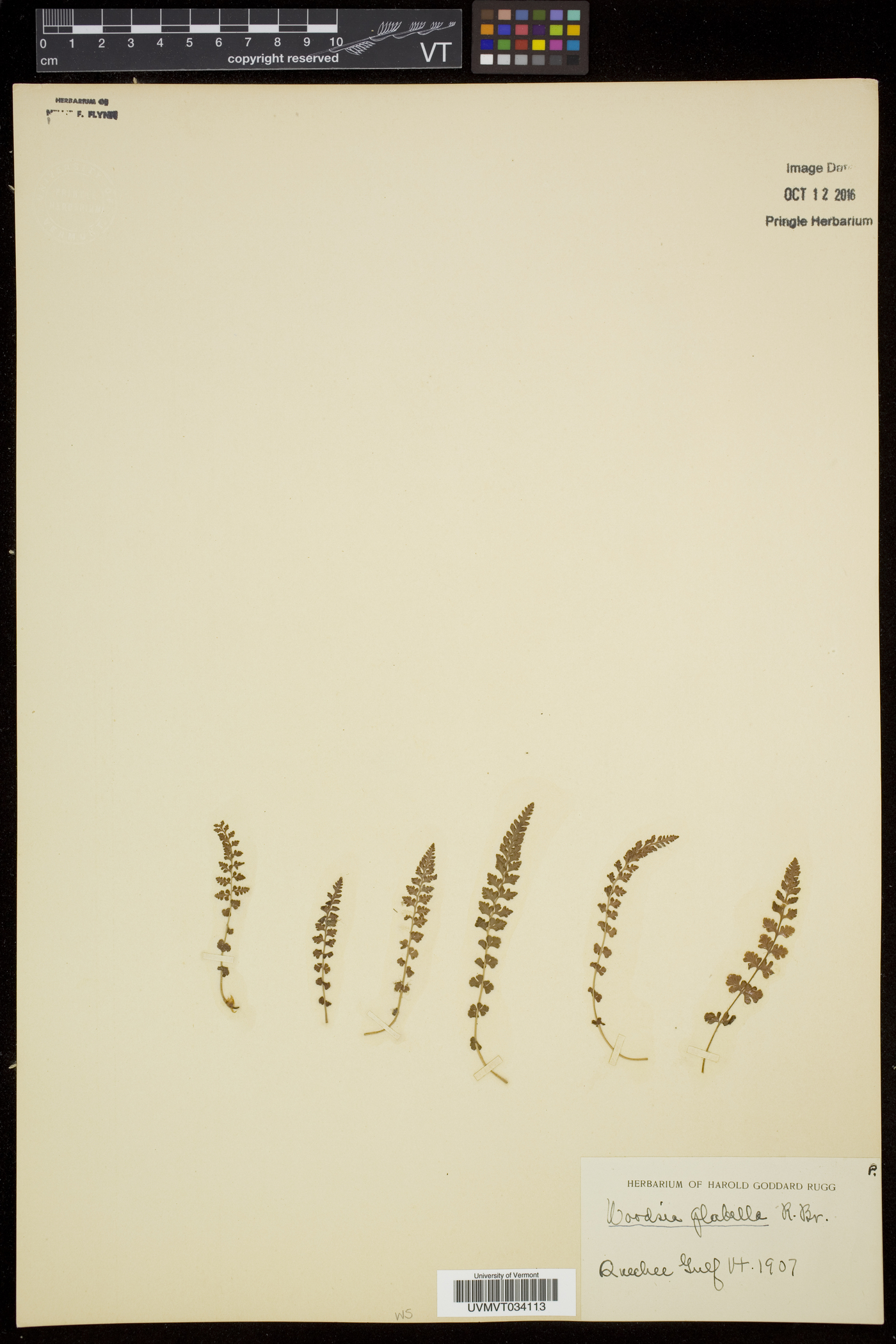 Woodsia glabella image