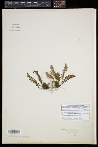 Woodsia ilvensis image