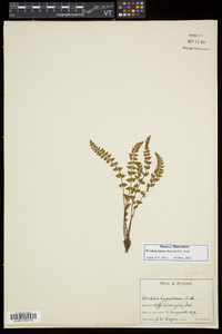 Woodsia alpina image