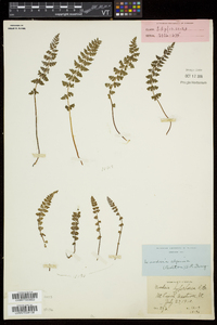 Woodsia alpina image