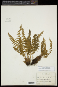 Woodsia gracilis image