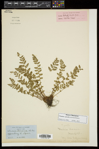 Woodsia gracilis image