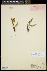 Woodsia ilvensis image