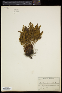 Woodsia ilvensis image