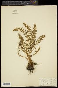 Woodsia ilvensis image