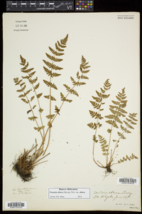 Woodsia obtusa subsp. obtusa image