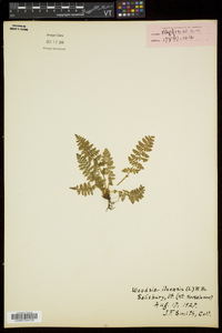 Woodsia ilvensis image