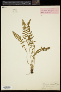 Woodsia ilvensis image