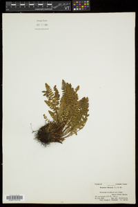 Woodsia ilvensis image