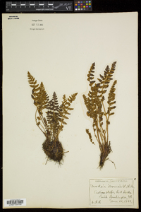 Woodsia ilvensis image