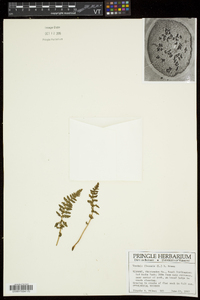 Woodsia ilvensis image