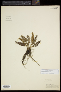 Woodsia ilvensis image