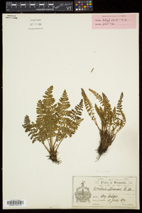 Woodsia ilvensis image