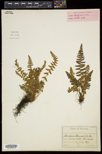 Woodsia ilvensis image