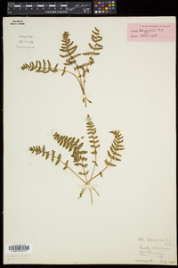 Woodsia ilvensis image