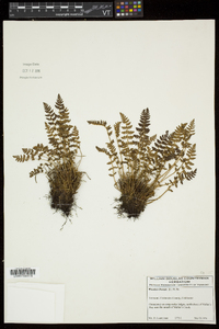 Woodsia ilvensis image