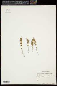 Woodsia ilvensis image