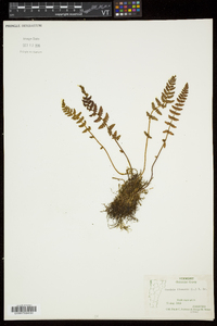 Woodsia ilvensis image