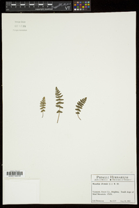 Woodsia ilvensis image