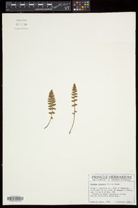 Woodsia ilvensis image