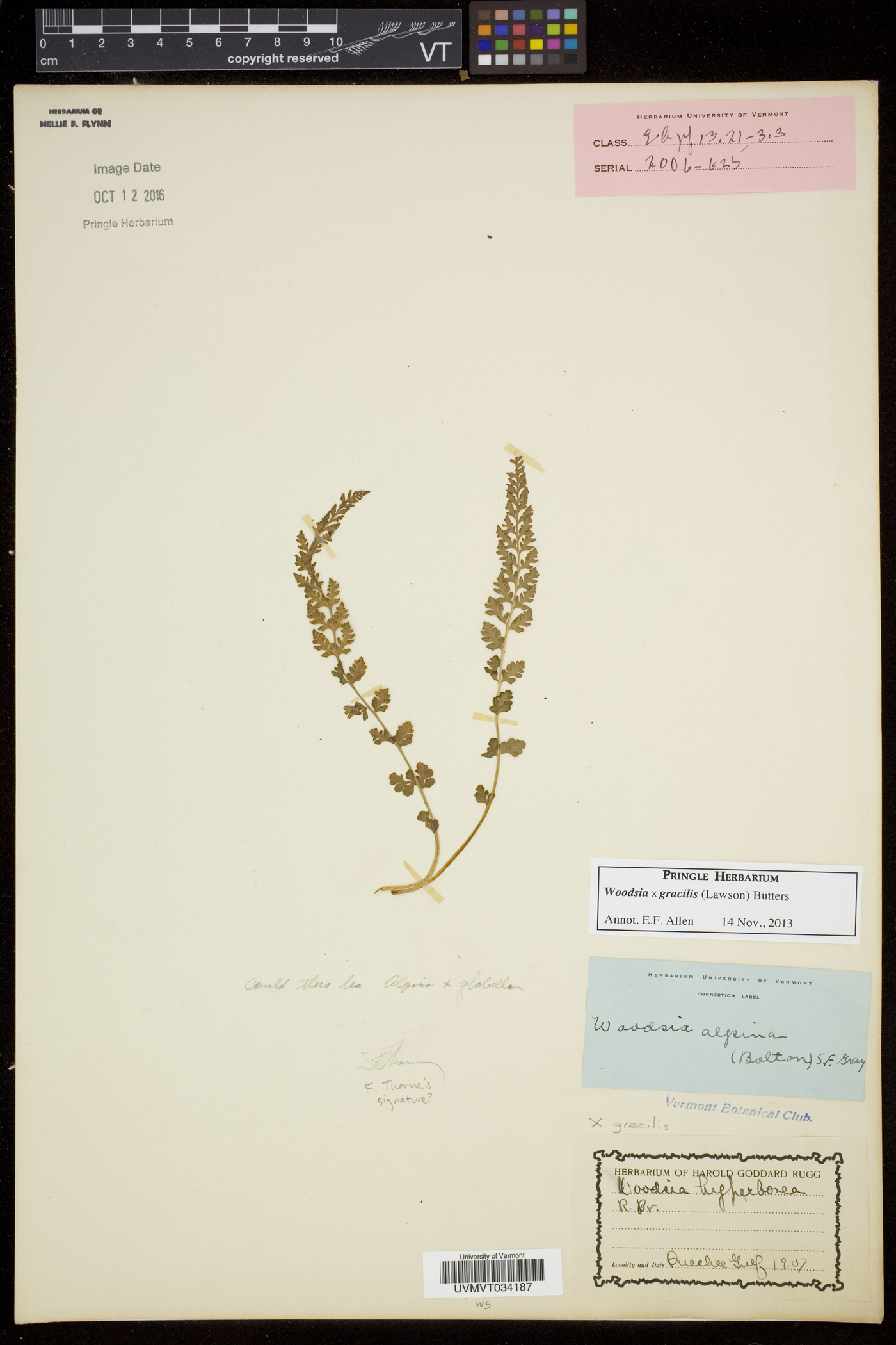 Woodsia gracilis image