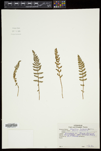 Woodsia ilvensis image