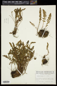 Woodsia ilvensis image